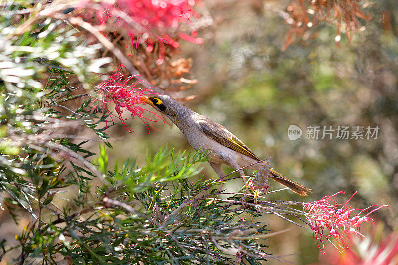 Grevillea Banksii /红色丝滑橡木花